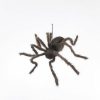 Halloween * | Fun World Cemetery 30 Black Hairy Spider